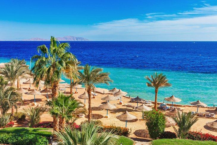 Picturesque Red Sea coast with palm trees and clear waters, popular for snorkeling and diving in Egypt